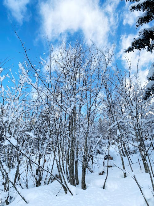 Fotos de stock gratuitas de árboles cubiertos de nieve, cubierto de nieve, Nevando