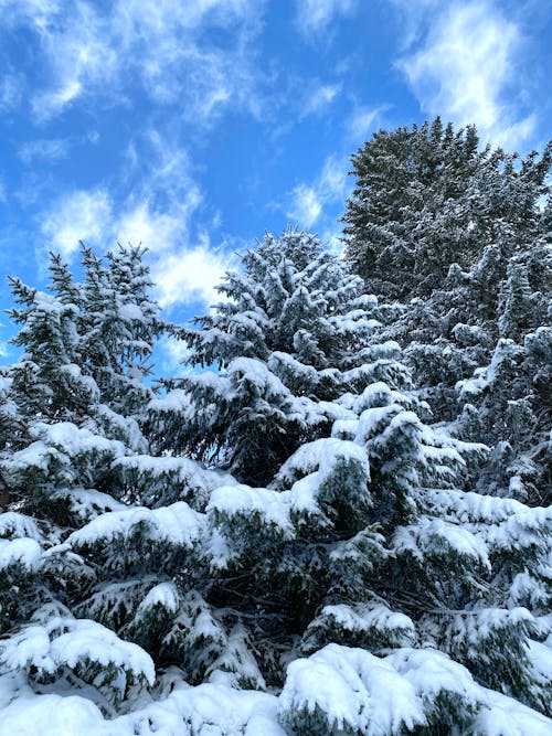 Fotos de stock gratuitas de árboles cubiertos de nieve, cubierto de nieve, Nevando