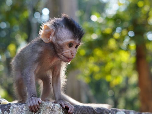Baby Primate Monkey on Rough Concrete Surface 