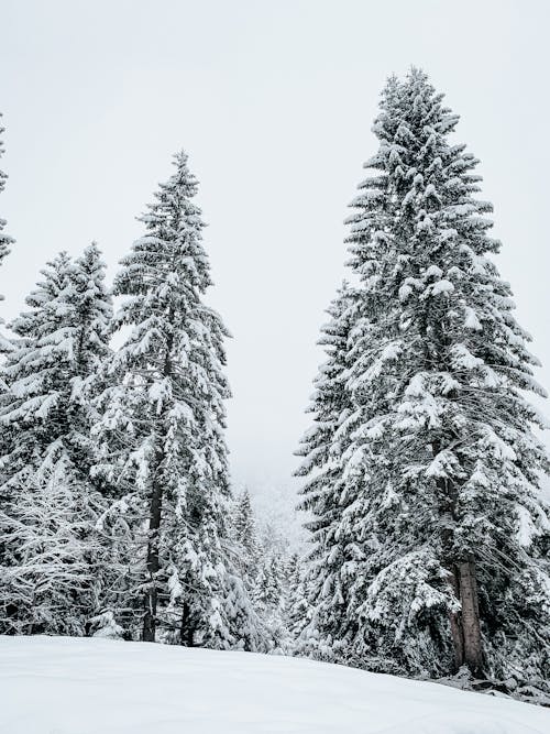 垂直拍攝, 大雪覆蓋的地面, 天性 的 免費圖庫相片