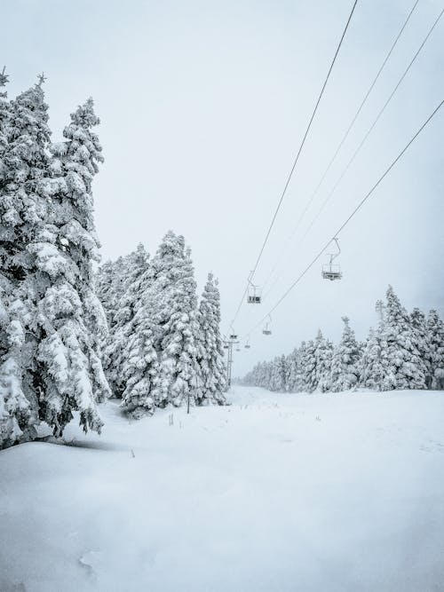 Fotos de stock gratuitas de árboles cubiertos de nieve, cables alambres, coníferas