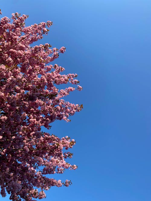 Darmowe zdjęcie z galerii z czyste błękitne niebo, flora, grona