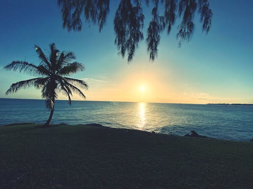 Free Silhouette of Palm Tree Near Body of Water  Stock Photo