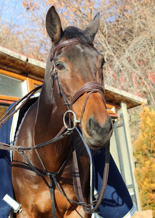 Foto profissional grátis de animal da fazenda, atraente, cavalo