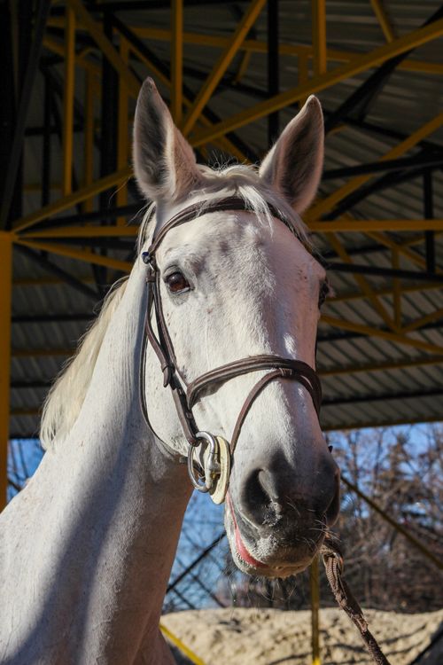 Free Close-up view of a white horse with bridle under a metal structure in daylight. Stock Photo