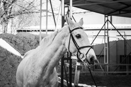 Δωρεάν στοκ φωτογραφιών με άλογο, ασπρόμαυρο, γκρι κλίμακα