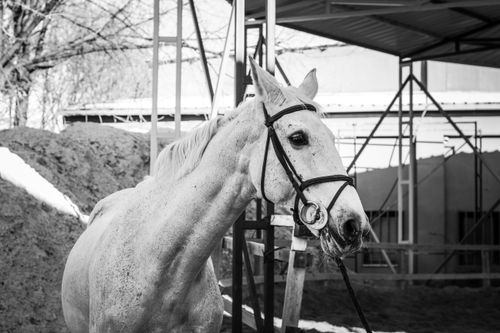 Free Monochrome portrait of a white horse in a stable setting in Türkiye. Stock Photo