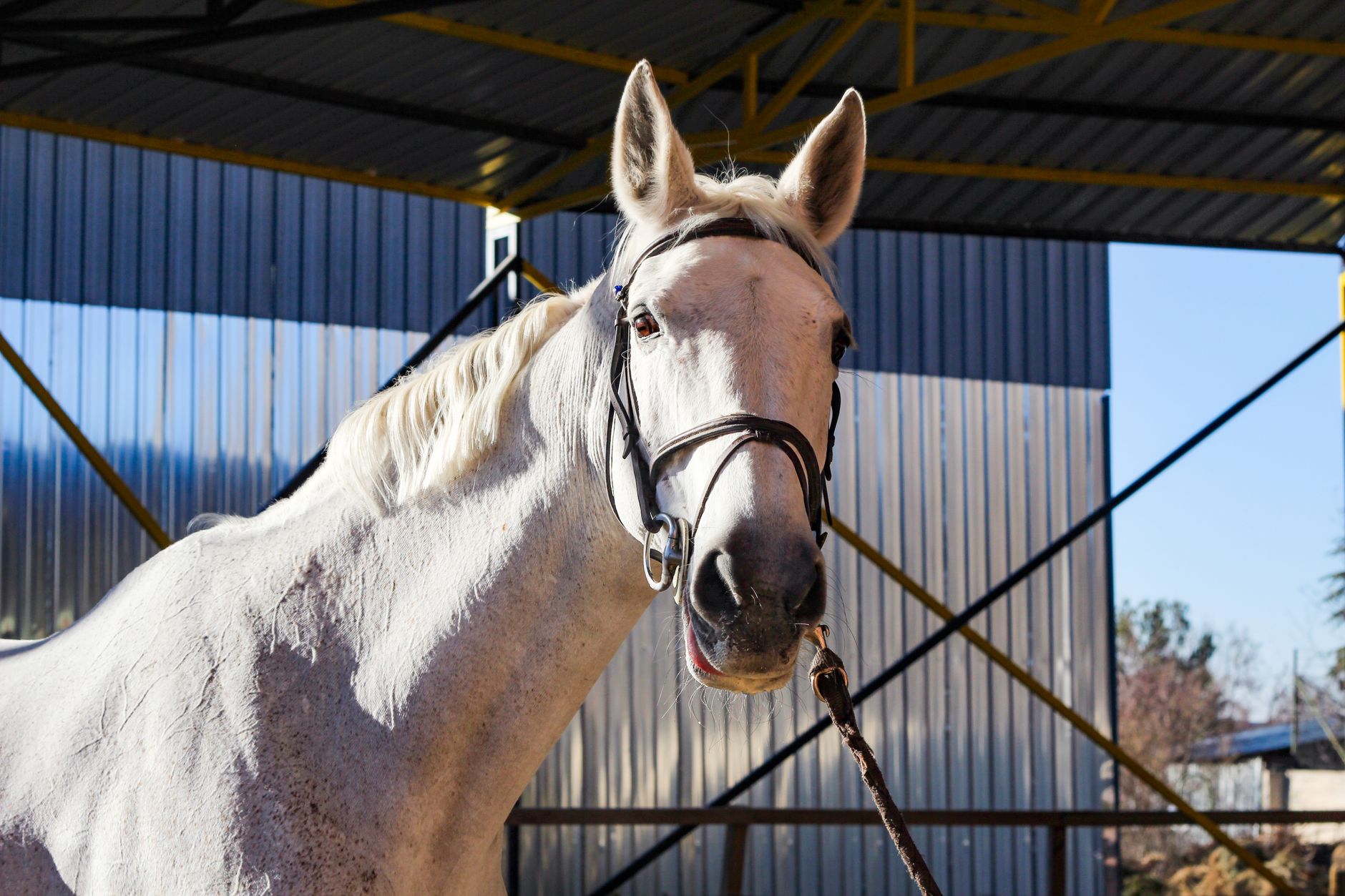 A horse undergoing diagnostic blood testing at a veterinary clinic