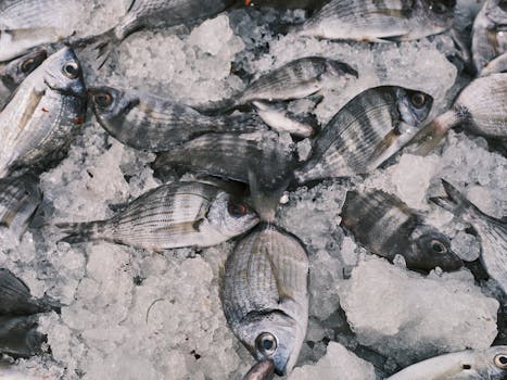 A close-up view of fresh fish on ice at a market, showcasing freshness and quality.