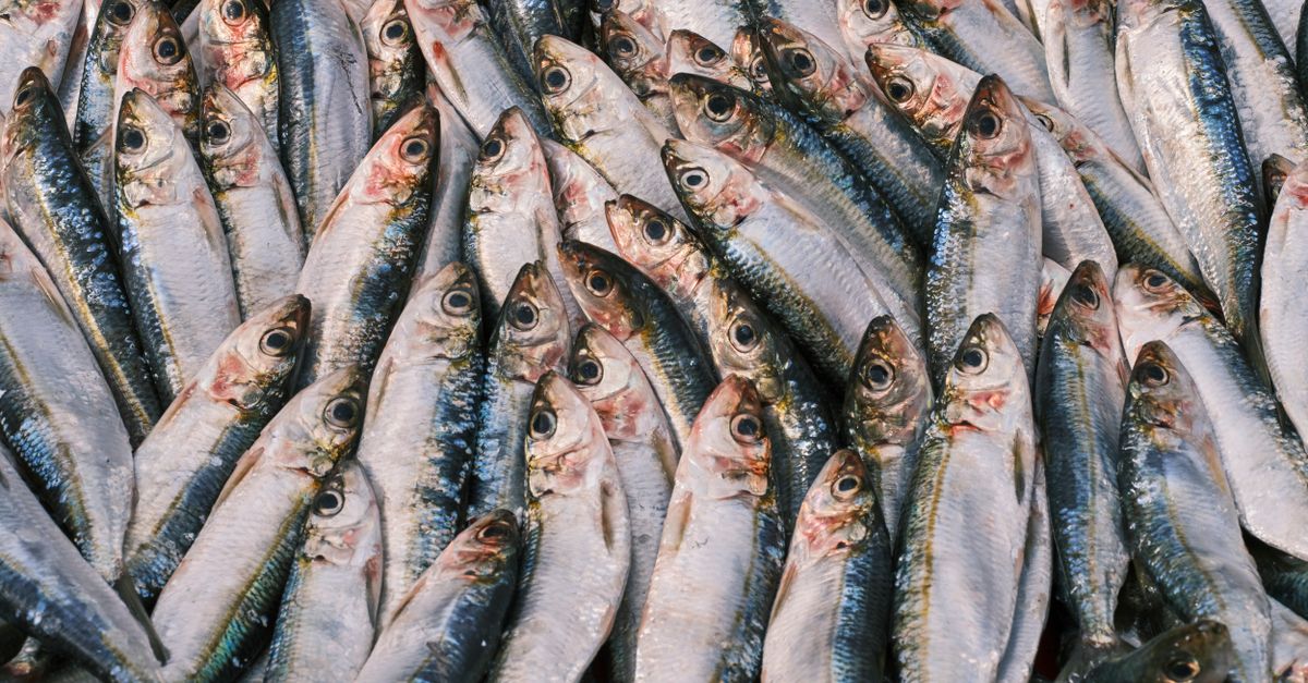 Beneficios del omega 3 para reducir el riesgo de enfermedades cardíacas Beneficios del omega 3 para reducir el riesgo de enfermedades cardíacas