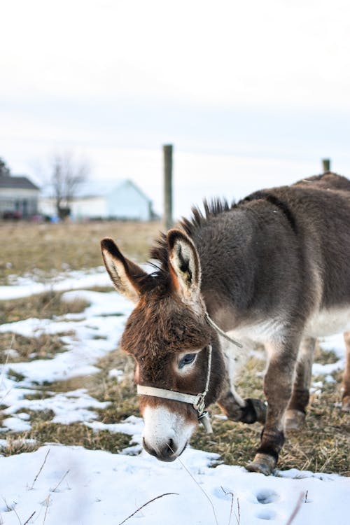 Brown and White Donkey on Snow Covered Ground