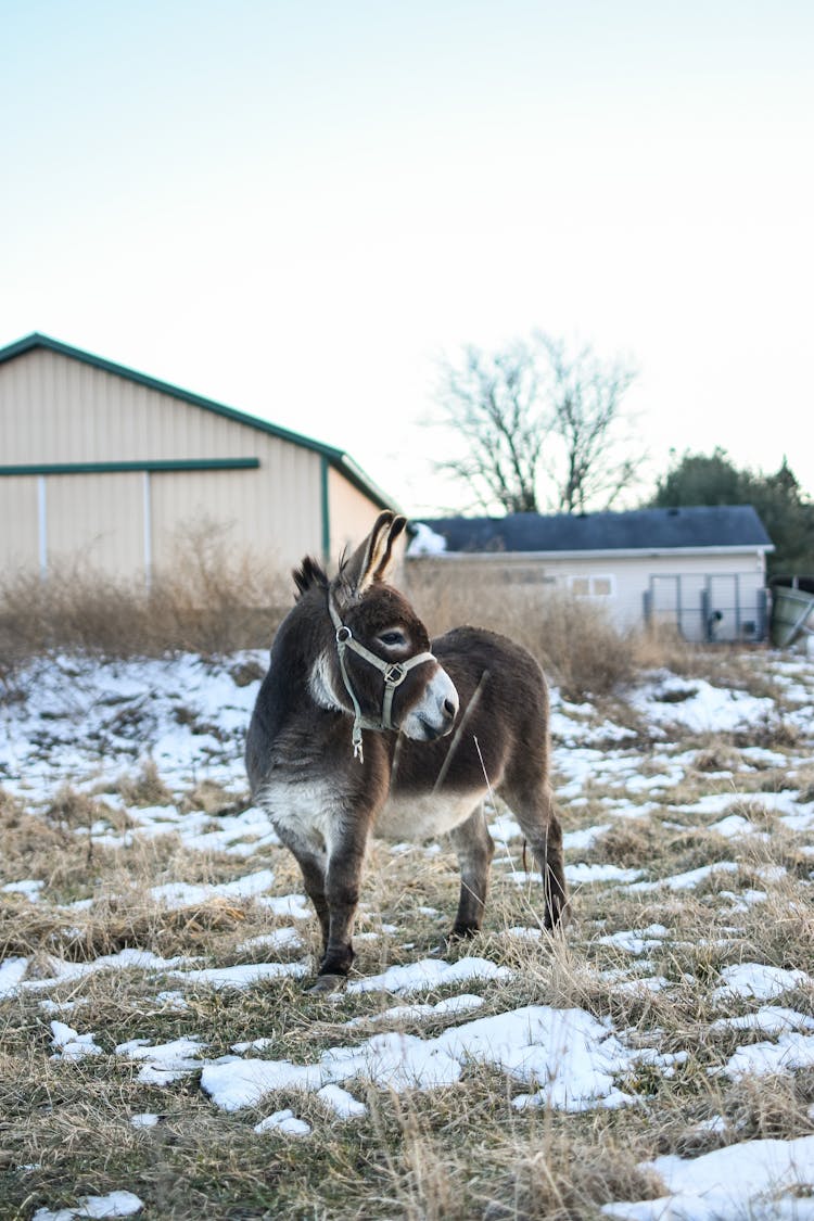 Donkey On Snow Covered Ground