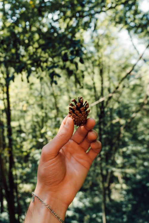 Free Close-up of a hand holding a pine cone in a sunlit forest, capturing the essence of nature. Stock Photo