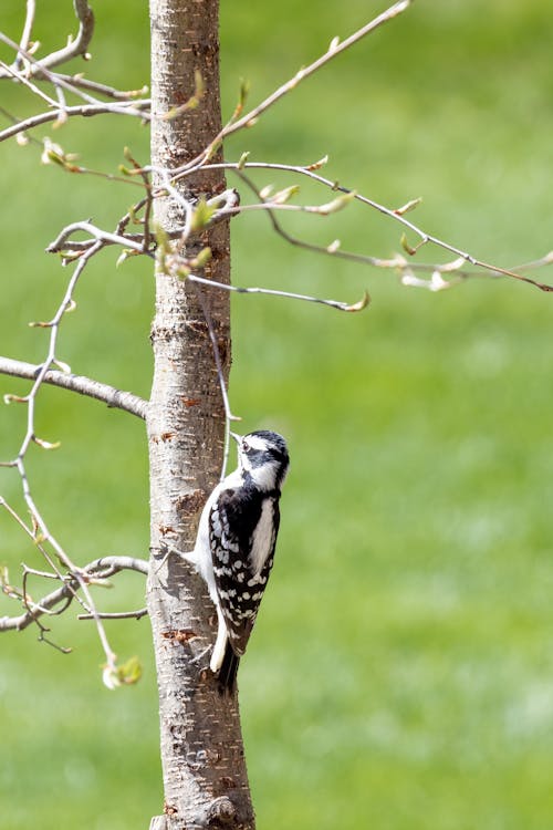 Free Black and White Bird on Tree Branch Stock Photo