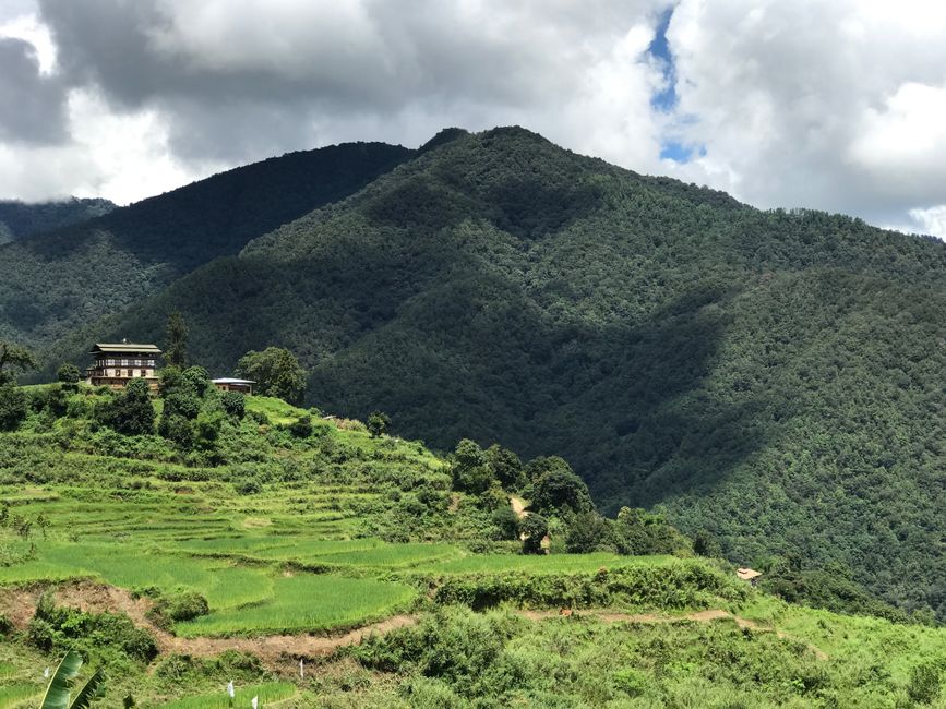Deslumbrantes terraços de arroz verdejantes em Punakha, Butão, com montanhas majestosas ao fundo, destacando a beleza natu...