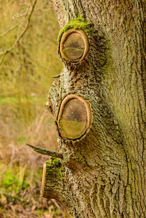 Základová fotografie zdarma na téma drsný, kmen stromu, kůra