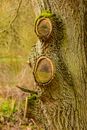 A Tree Trunk With Cut Branches
