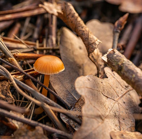 Mushroom Beside Dried Leaves and Twigs