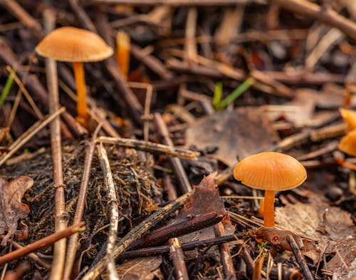 Close-up of Small Yellow Mushrooms in the Forest 