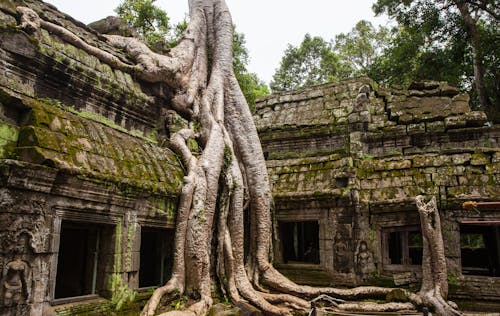 Fotobanka s bezplatnými fotkami na tému archeológia, architektúra, Buddha