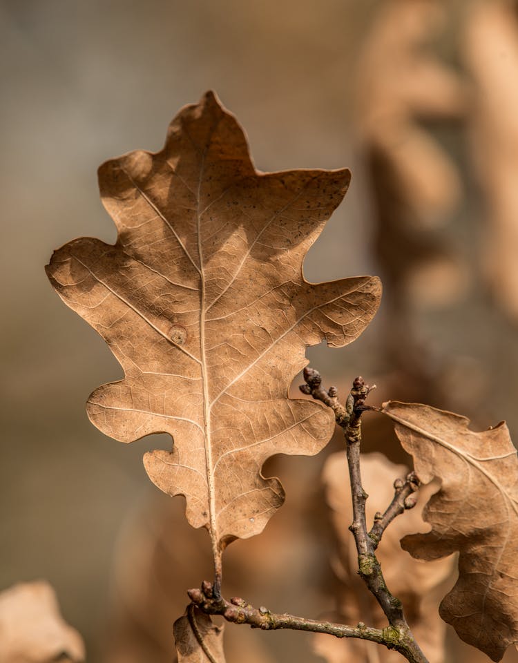 Close-Up Photograph Of A Brown Leaf