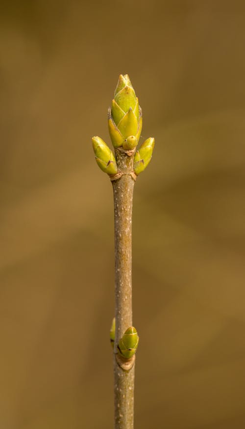 Close-Up Photograph of a Sprout