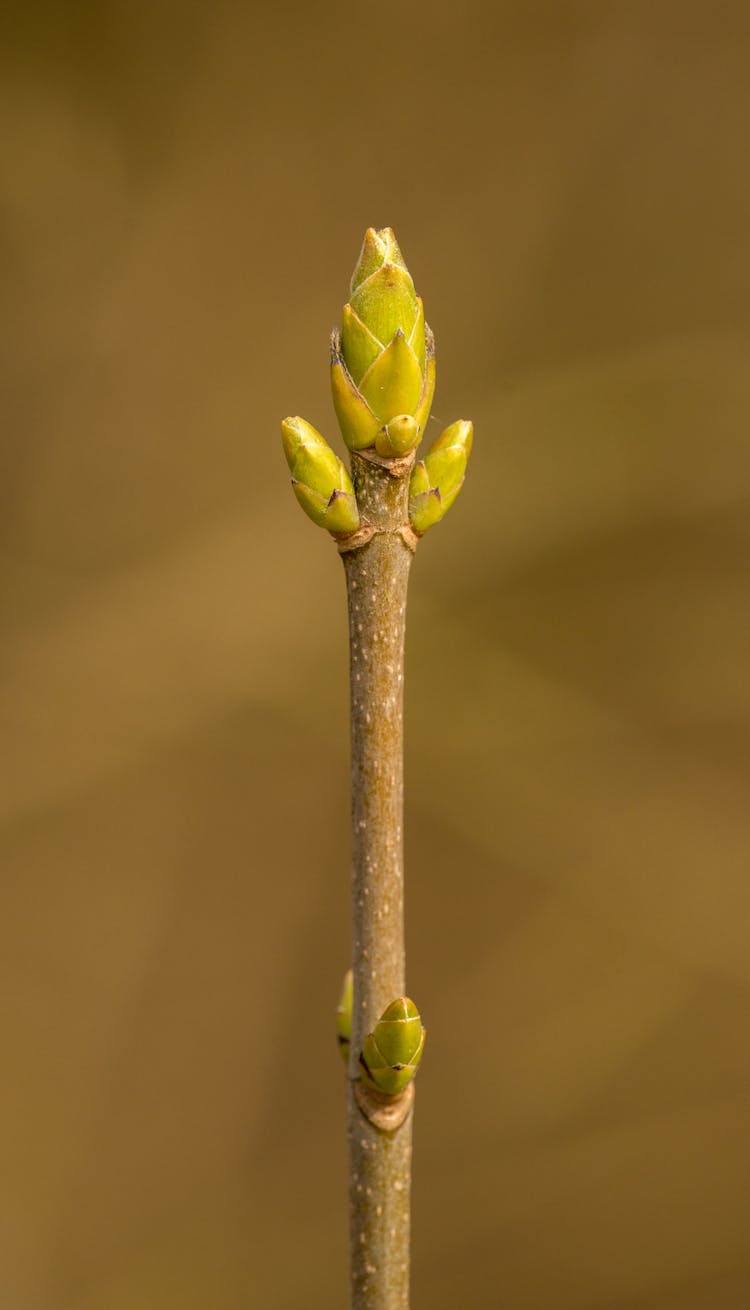 Close-Up Photograph Of A Sprout