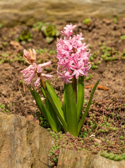 Photograph Pink Hyacinth Flowers in Bloom