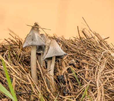 Straw Mushroom — Cao Gu