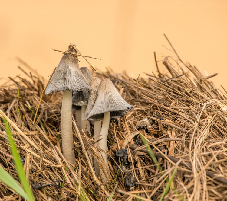 Close-Up Photograph Of Dry Mushrooms