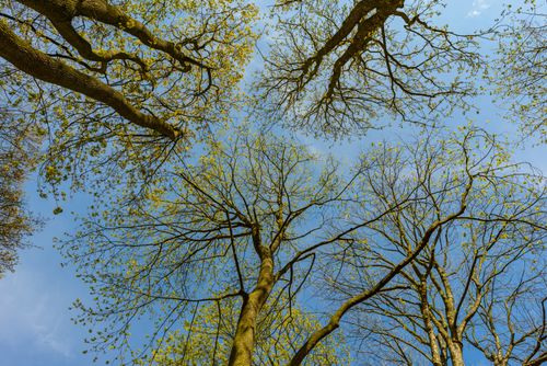 Free A low angle view of tall trees with budding branches against a clear blue sky. Stock Photo