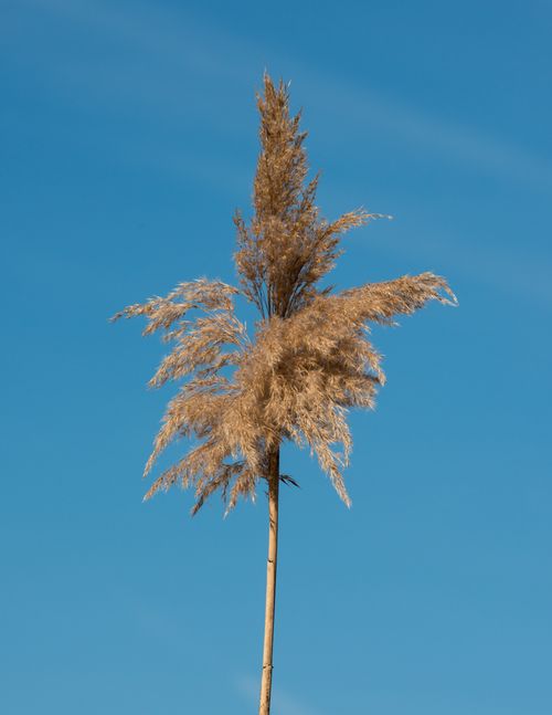 Free A tall stem of dry grass stands against a clear blue sky, showcasing nature's simplicity. Stock Photo