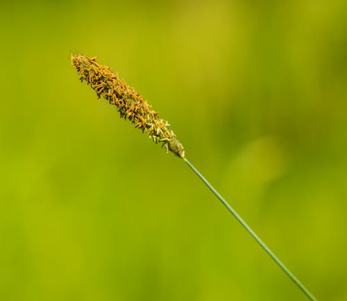 Selective Focus Photo of a Plant