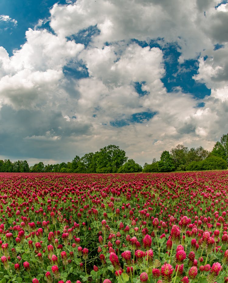 A Field Of Crimson Clover Flowers In Bloom