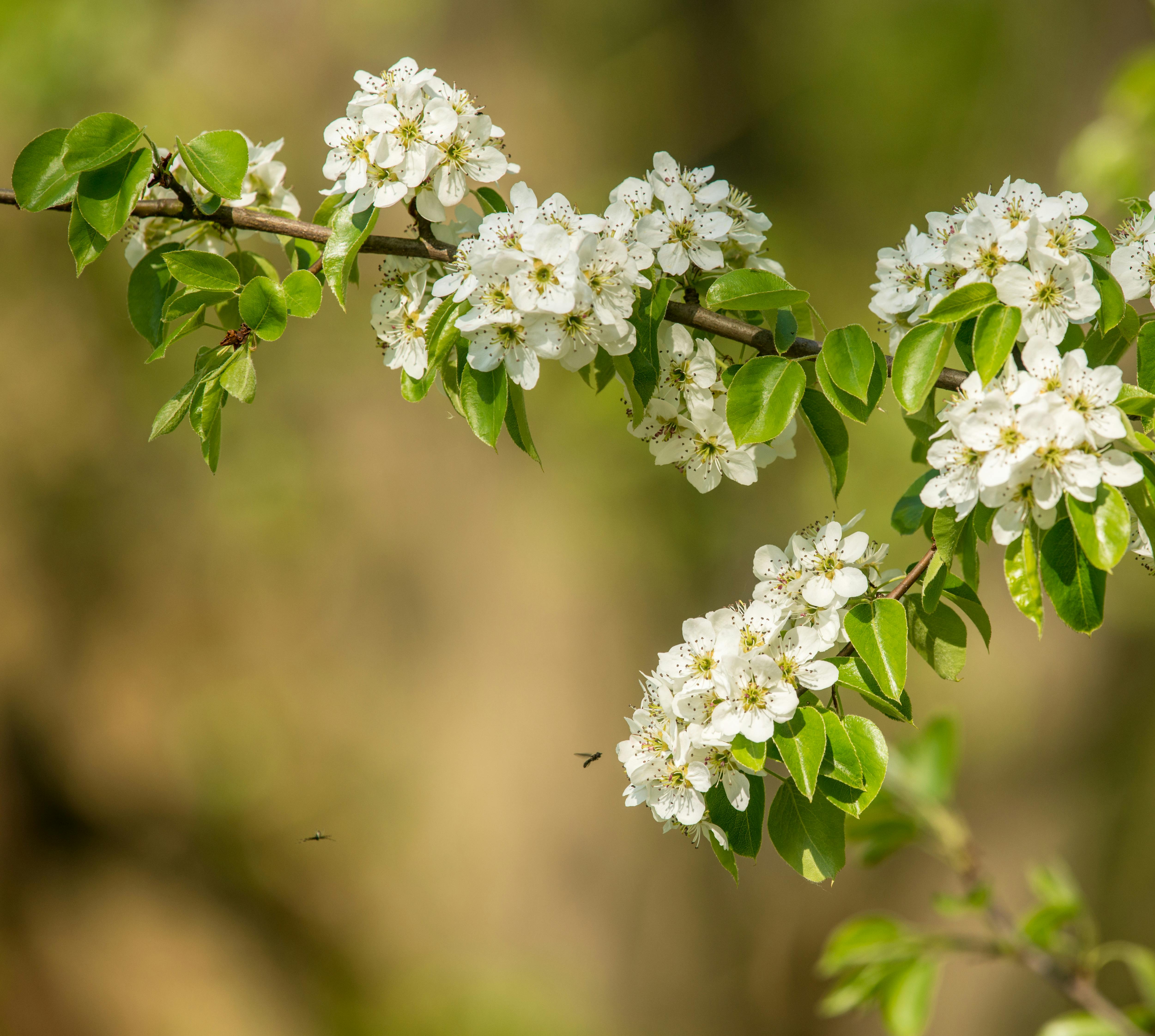 White Clustered Flowers With Green Leaves · Free Stock Photo