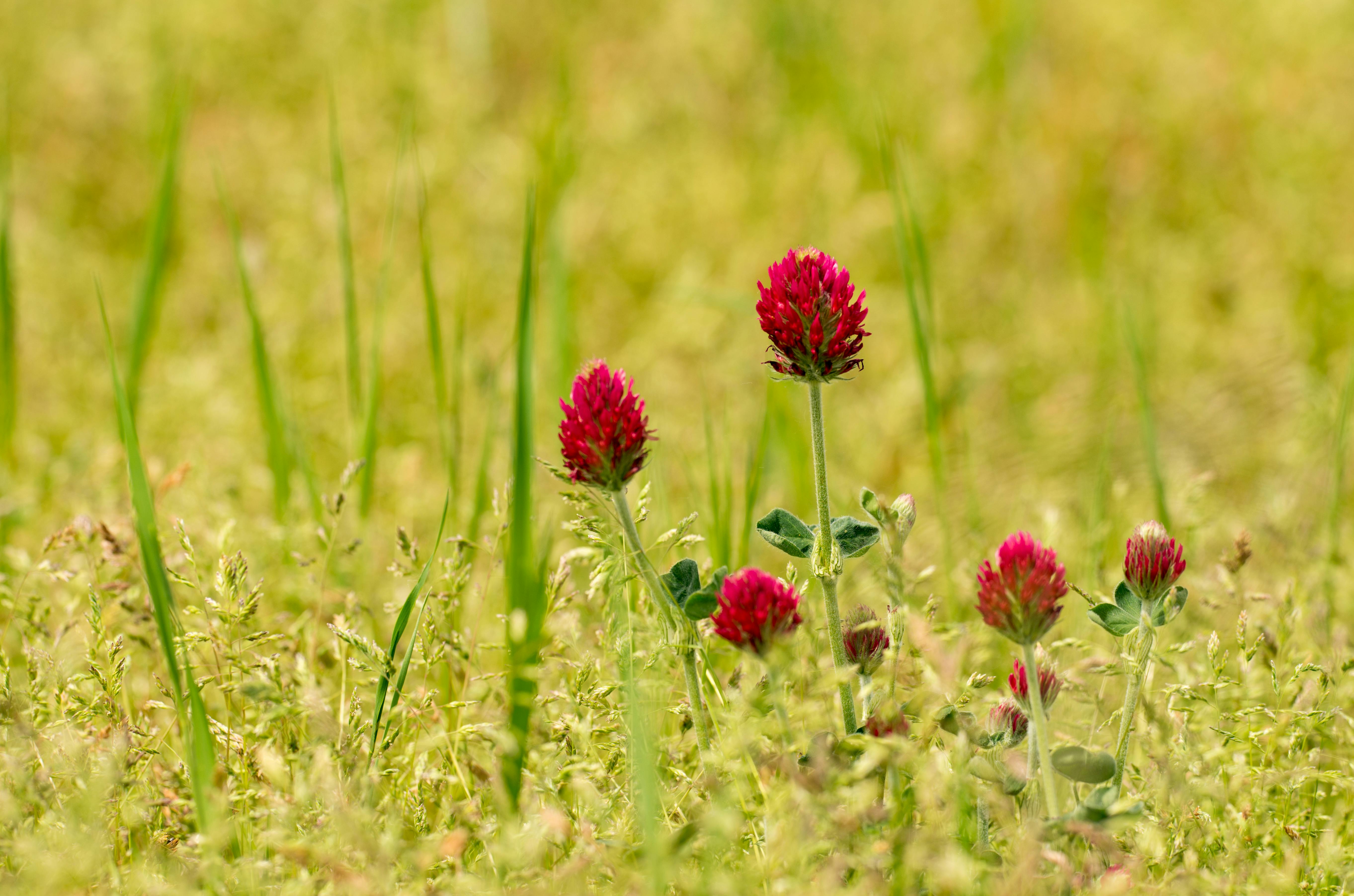 Red Clover