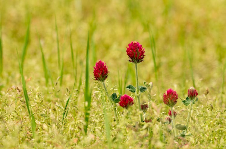 Photograph Of Red Crimson Clover Flowers