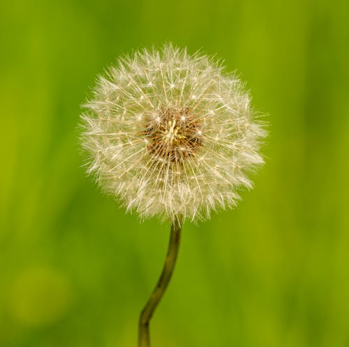 A Dandelion in Close-Up Photography