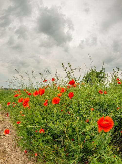 Free Red Flowers on Green Grass Field Under Cloudy Sky Stock Photo
