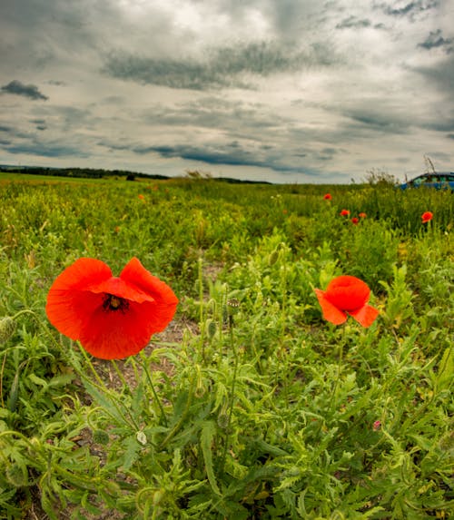 Red Poppy Flowers Near Green Grass