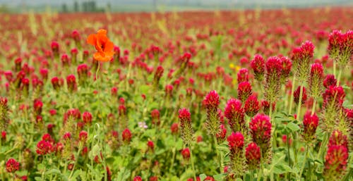 Δωρεάν στοκ φωτογραφιών με άγρια λουλούδια, ανθόκηπος, κόκκινο τριφύλλι Φωτογραφία από στοκ φωτογραφιών