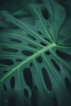 Captivating close-up of a Monstera leaf showcasing its distinctive holes and texture.. captivating, close, monstera
