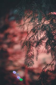Close-up of an evergreen branch with a dreamy bokeh background, evoking a serene natural ambiance.