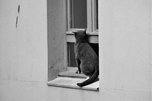 Foto d'estoc gratuïta de amants del gat, ampit de la finestra, animal