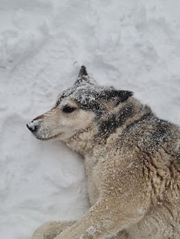 A husky enjoys a peaceful rest on a snow-covered ground, showcasing its beautiful fur.
