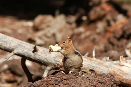 Ondiepe Focusfotografie Van Chipmunk