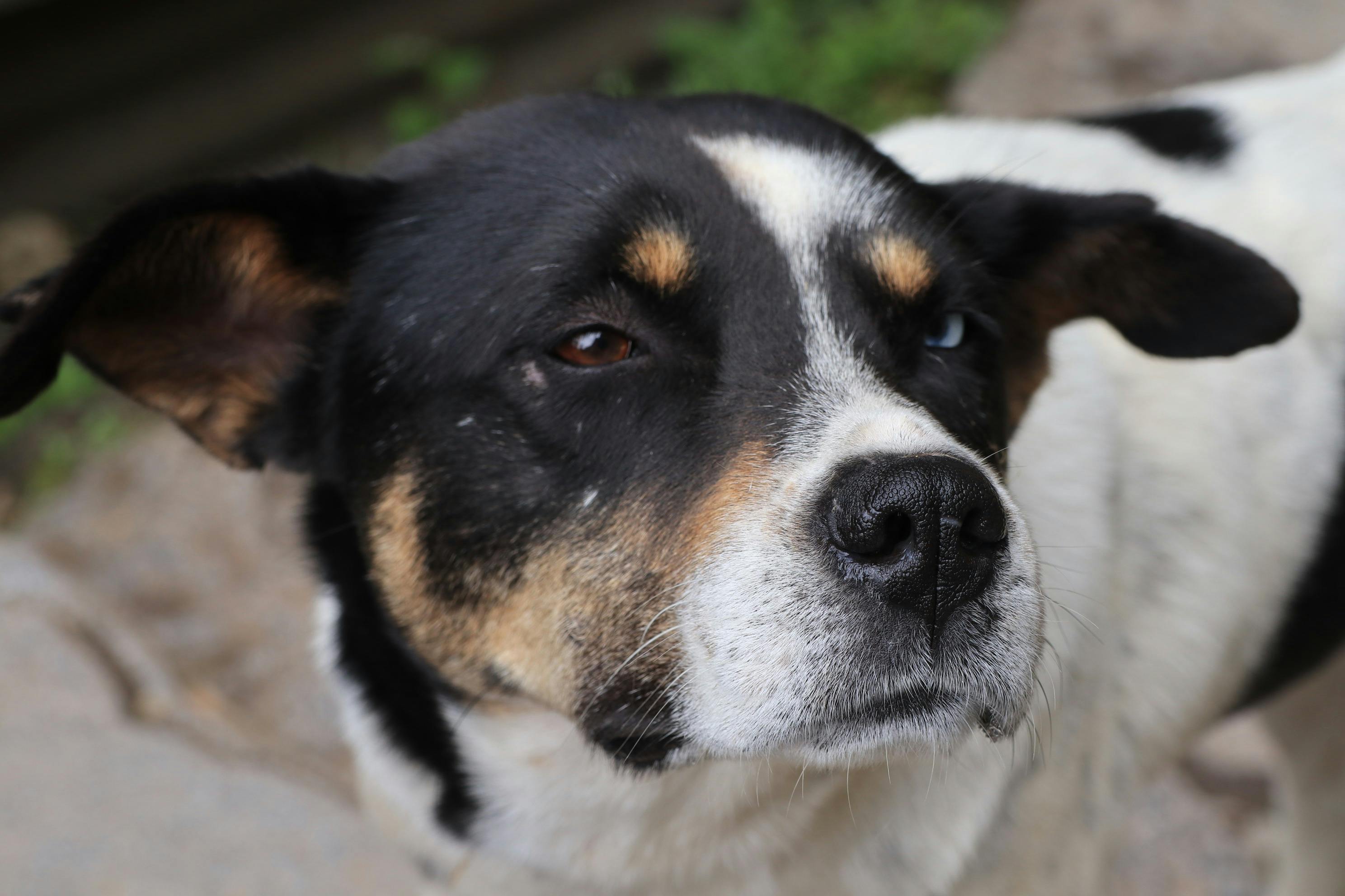 Free stock photo of blue eyes, brown eyes, dog