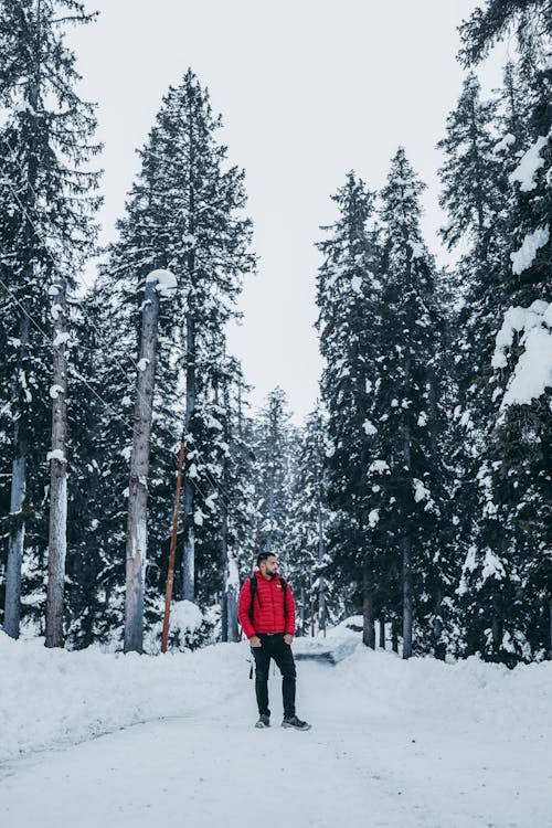 Kostenloses Stock Foto zu bäume, frost, jahreszeit