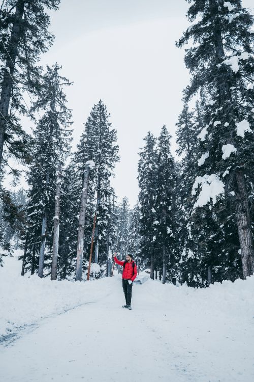 Free Person in red jacket walks through a snowy forest in winter, capturing nature's beauty. Stock Photo