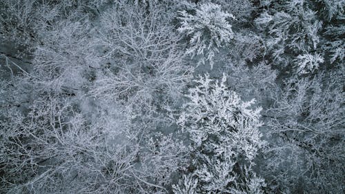 Photos gratuites de arbre, blanc comme neige, branche